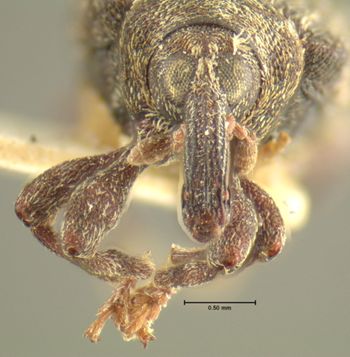 Media type: image;   Entomology 5238 Aspect: head frontal view